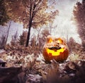 Halloween pumpkin in the park Royalty Free Stock Photo