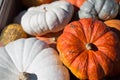 Halloween Pumpkin patch, thanksgiving farm life