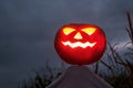 halloween pumpkin scarecrow in a wide corn field on a scary dark night Royalty Free Stock Photo