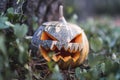 Halloween pumpkin with a scary face on the grass next to a tree Royalty Free Stock Photo