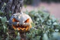 Halloween pumpkin with a scary face on the grass next to a tree Royalty Free Stock Photo