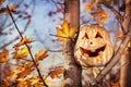 Halloween pumpkin on the tree Royalty Free Stock Photo