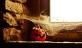 Halloween pumpkin waits in the cellar among spiders and cobwebs by the window