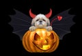 Halloween pumpkin witch cute shitzu dog in bat costume - isolated on black