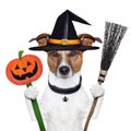 Halloween pumpkin witch dog Royalty Free Stock Photo