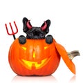 Halloween pumpkin witch dog Royalty Free Stock Photo