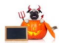 Halloween pumpkin witch dog Royalty Free Stock Photo