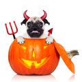 Halloween pumpkin witch dog Royalty Free Stock Photo