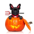 Halloween pumpkin witch dog Royalty Free Stock Photo