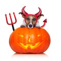 Halloween pumpkin witch dog Royalty Free Stock Photo