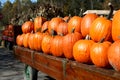 Halloween Pumpkins