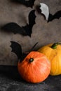 Halloween pumpkins and bats on a dark background Royalty Free Stock Photo