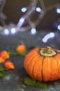 Halloween Pumpkins of bright orange color lie on a dark background, next to red berries. Royalty Free Stock Photo