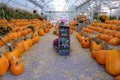 Halloween Pumpkins on Display