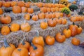 Halloween Pumpkins on Display