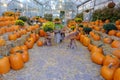 Halloween Pumpkins on Display