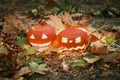 Halloween pumpkins with dry leaves in autumn park Royalty Free Stock Photo