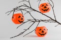 Halloween pumpkins Jack Lantern hang on a tree branch Royalty Free Stock Photo