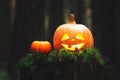 Halloween pumpkins jack lantern in the mystical forest Royalty Free Stock Photo