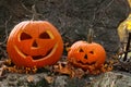 Halloween pumpkins on rocks in forest