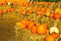 Pumpkins & Squash In Early Morning