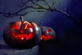 Halloween Pumpkins under a branch at night