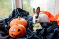 halloween pumpkins, white rabbit with brown ears eats cabbage Royalty Free Stock Photo