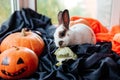 halloween pumpkins, white rabbit with brown ears eats cabbage Royalty Free Stock Photo