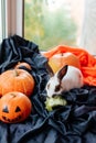 halloween pumpkins, white rabbit with brown ears eats cabbage Royalty Free Stock Photo