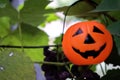 Halloween Pumpkins On Wood In A Spooky Forest Royalty Free Stock Photo