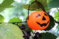 Halloween Pumpkins On Wood In A Spooky Forest Royalty Free Stock Photo