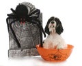 Halloween puppy Royalty Free Stock Photo