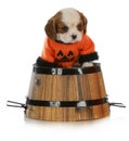 Halloween puppy Royalty Free Stock Photo