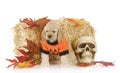 Halloween puppy Royalty Free Stock Photo