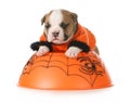 Halloween puppy Royalty Free Stock Photo