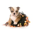 Halloween puppy Royalty Free Stock Photo