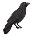 Halloween raven cartoon watercolor illustration