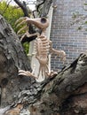 Halloween Raven Skeleton Royalty Free Stock Photo