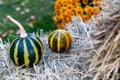 Ripe small striped pumpkins and flowers on hay. Close-up Royalty Free Stock Photo