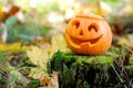 Halloween scary pumpkin in autumn forest Royalty Free Stock Photo