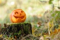 Halloween scary pumpkin in autumn forest Royalty Free Stock Photo