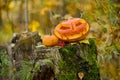 Halloween scary pumpkin in autumn forest Royalty Free Stock Photo