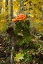 Halloween scary pumpkin in autumn forest Royalty Free Stock Photo