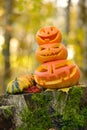 Halloween scary pumpkin in autumn forest Royalty Free Stock Photo