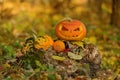 Halloween scary pumpkin in autumn forest Royalty Free Stock Photo