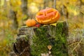 Halloween scary pumpkin in autumn forest Royalty Free Stock Photo