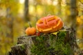 Halloween scary pumpkin in autumn forest Royalty Free Stock Photo