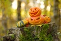 Halloween scary pumpkin in autumn forest Royalty Free Stock Photo