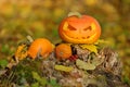 Halloween scary pumpkin in autumn forest Royalty Free Stock Photo