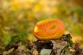 Halloween scary pumpkin in autumn forest Royalty Free Stock Photo